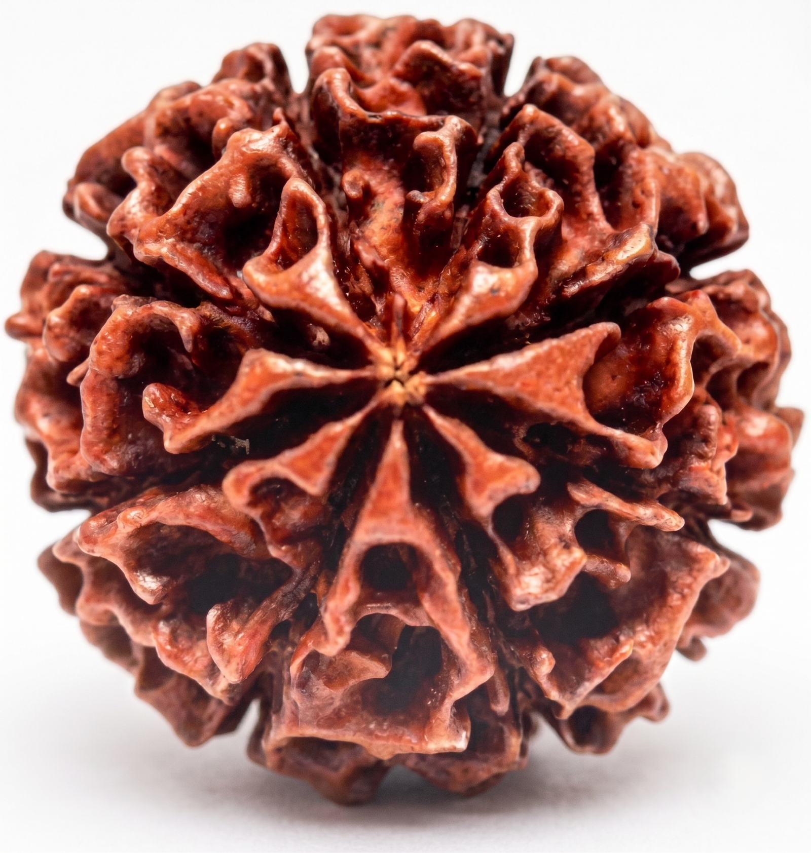 Free Rudraksha